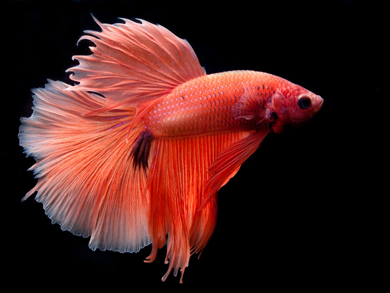 Betta splendens Halfmoon Orange