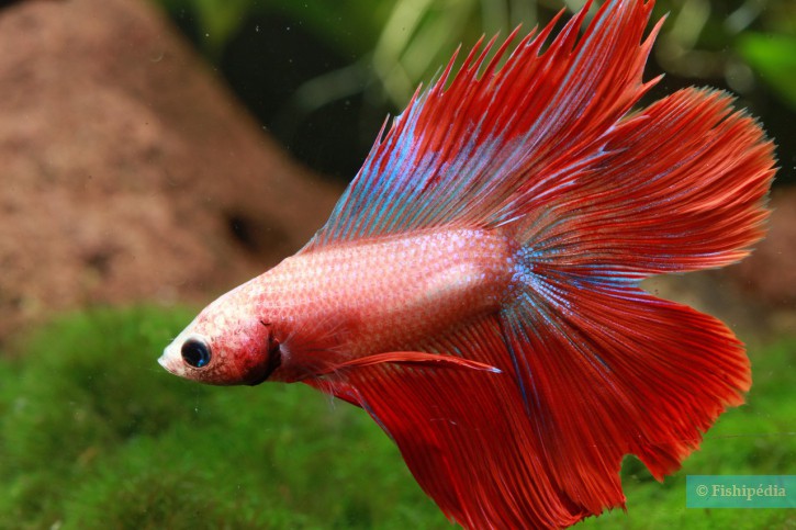 Betta splendens - pez luchador de Siam
