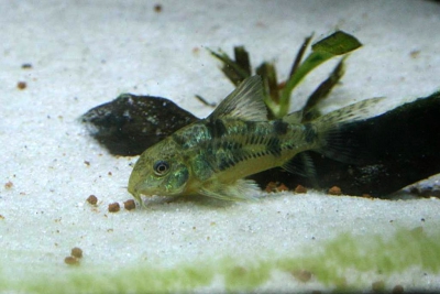 Corydoras paleatus Callichthyidae
