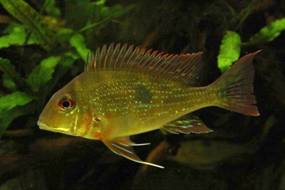 Geophagus dicrozoster Cichlidae