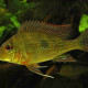 picture of Geophagus dicrozoster