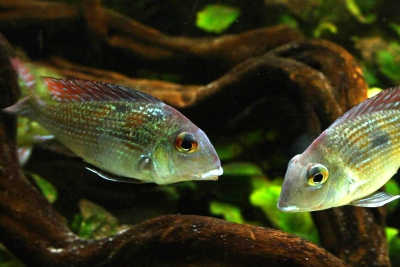 Geophagus sp. Rio Gurupi Cichlidae