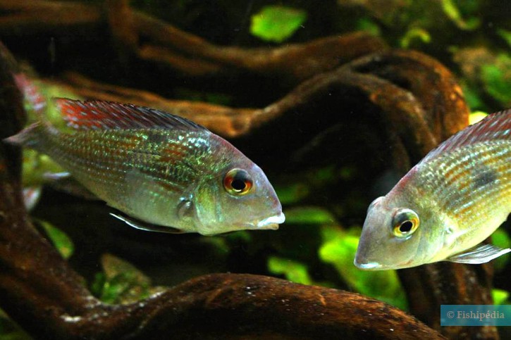 Geophagus sp. Rio Gurupi