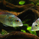 picture of Geophagus sp. Rio Gurupi