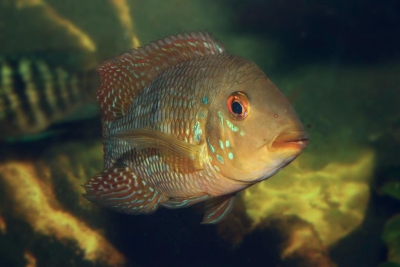 Geophagus iporangensis Cichlidae