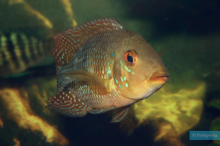 Geophagus iporangensis