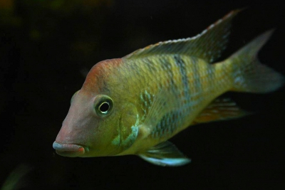 Geophagus steindachneri Cichlidae