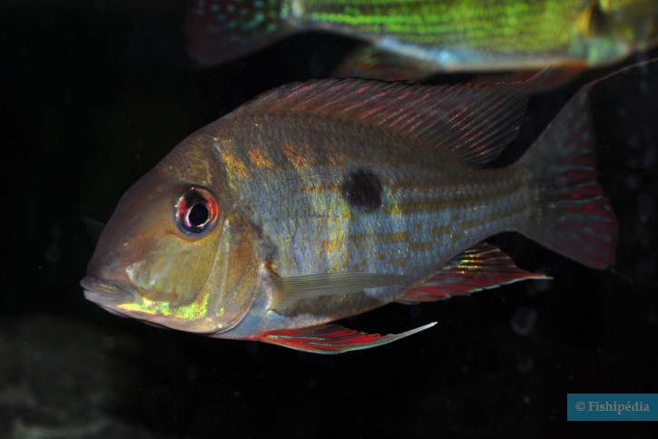 Geophagus abalios