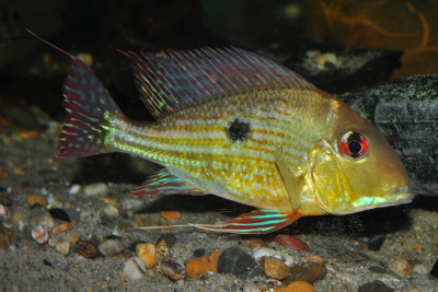 Geophagus abalios Cichlidae