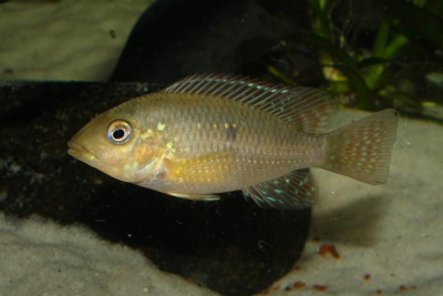 Gymnogeophagus australis Cichlidae