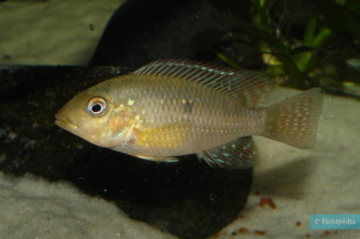 Gymnogeophagus australis