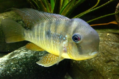 Gymnogeophagus balzanii