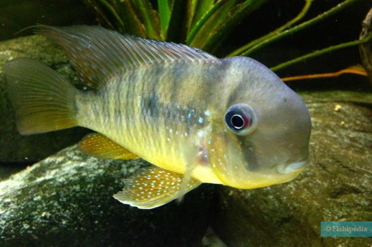 Gymnogeophagus balzanii