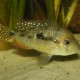 picture of Gymnogeophagus caaguazuensis