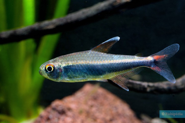 Hyphessobrycon peruvianus