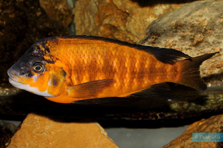 Petrochromis lisachisme