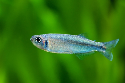 Tyttocharax madeirae Characidae