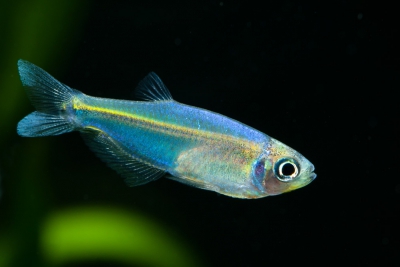 Tyttocharax tambopatensis Characidae