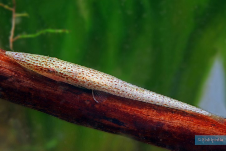 Acestridium dichromum - farlowella verde