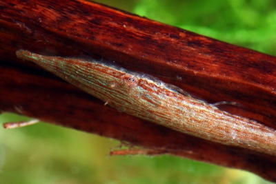 Acestridium dichromum Loricariidae