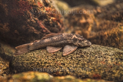 Ancistrus gymnorhynchus Loricariidae