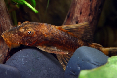 Ancistrus sp. LDA016 Loricariidae