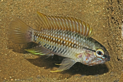 Apistogramma helkeri Cichlidae