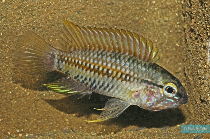 Apistogramma helkeri