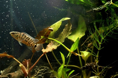 Badis blosyrus Badidae