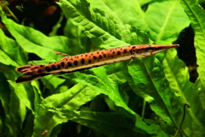 Boulengerella maculata