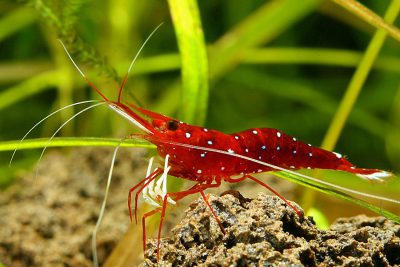 crevette cardinale Atyidae