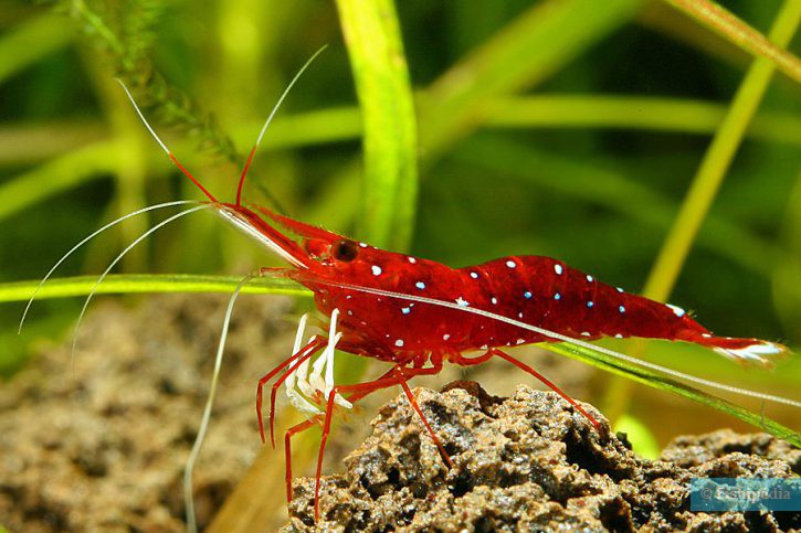 Caridina dennerli