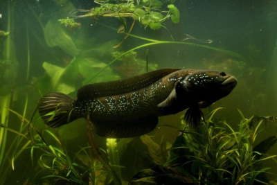 Channa asiatica