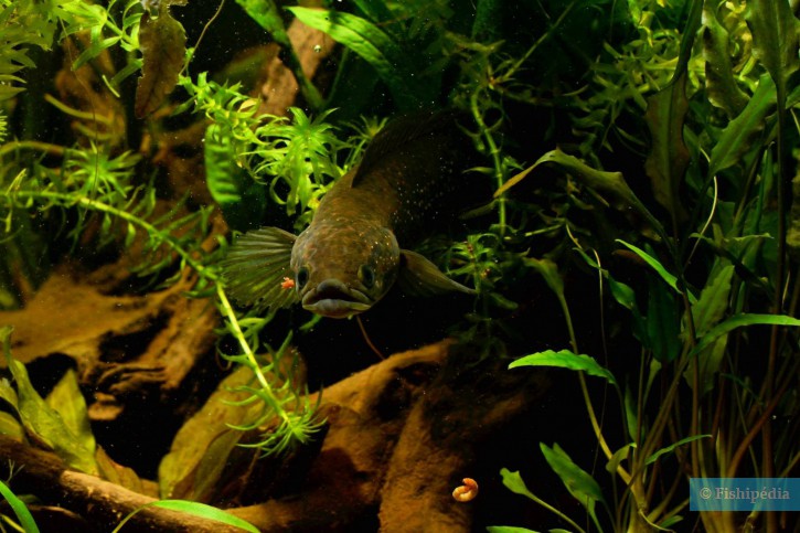 Channa asiatica - pez cabeza de serpiente asiática