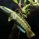 picture of Channa pulchra