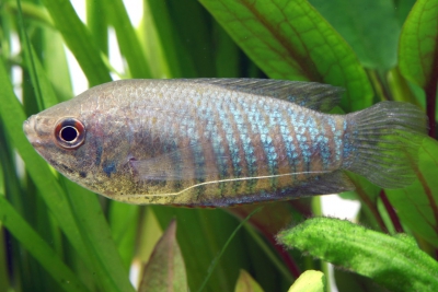 Colisa labiosa Osphronemidae