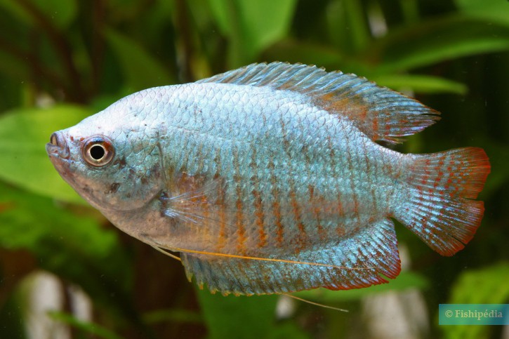 Trichogaster lalius - gourami enano