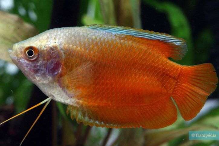 Trichogaster lalius - gourami enano