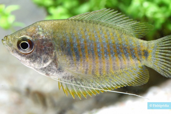 Trichogaster lalius - gourami enano