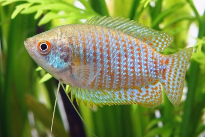 gourami enano