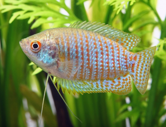 Gourami nain - Trichogaster laliua