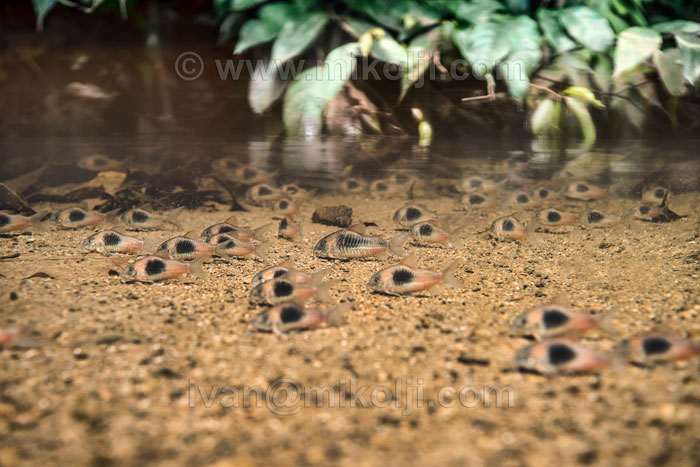 Corydoras aeneus - corydora bronce