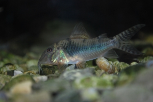 Corydoras aurofrenatus