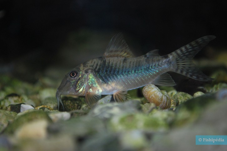 Corydoras aurofrenatus