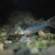 picture of Corydoras aurofrenatus