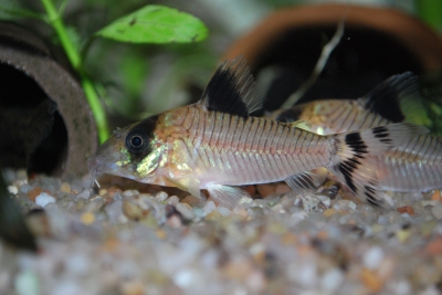 Corydoras condiscipulus Callichthyidae