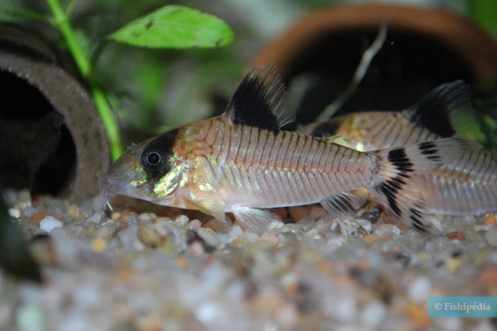 Corydoras condiscipulus