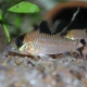 picture of Corydoras condiscipulus