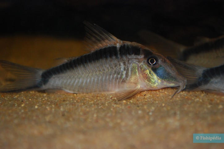 Corydoras narcissus