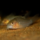 picture of Corydoras sp. C136